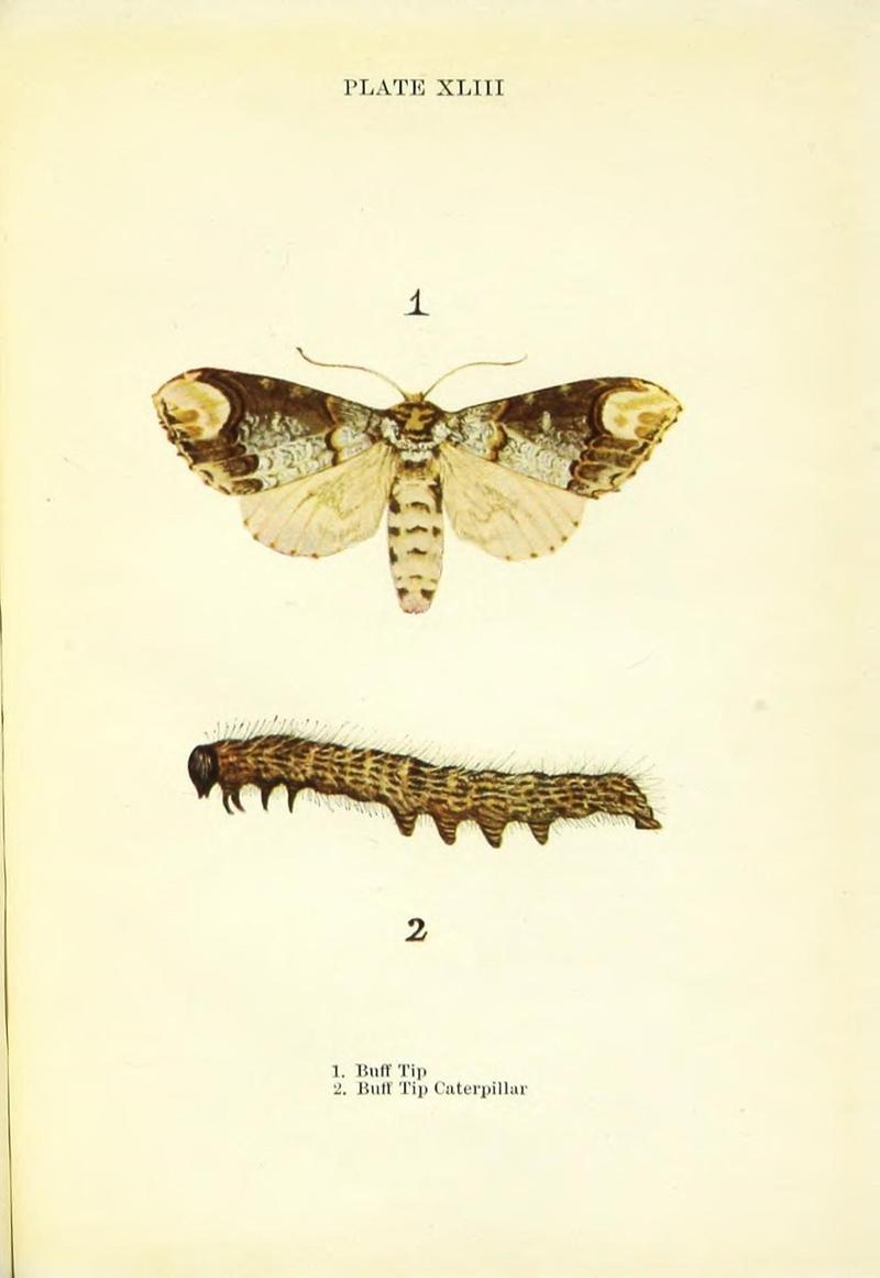 Butterflies and moths (Plate XLIII) (9261768935)