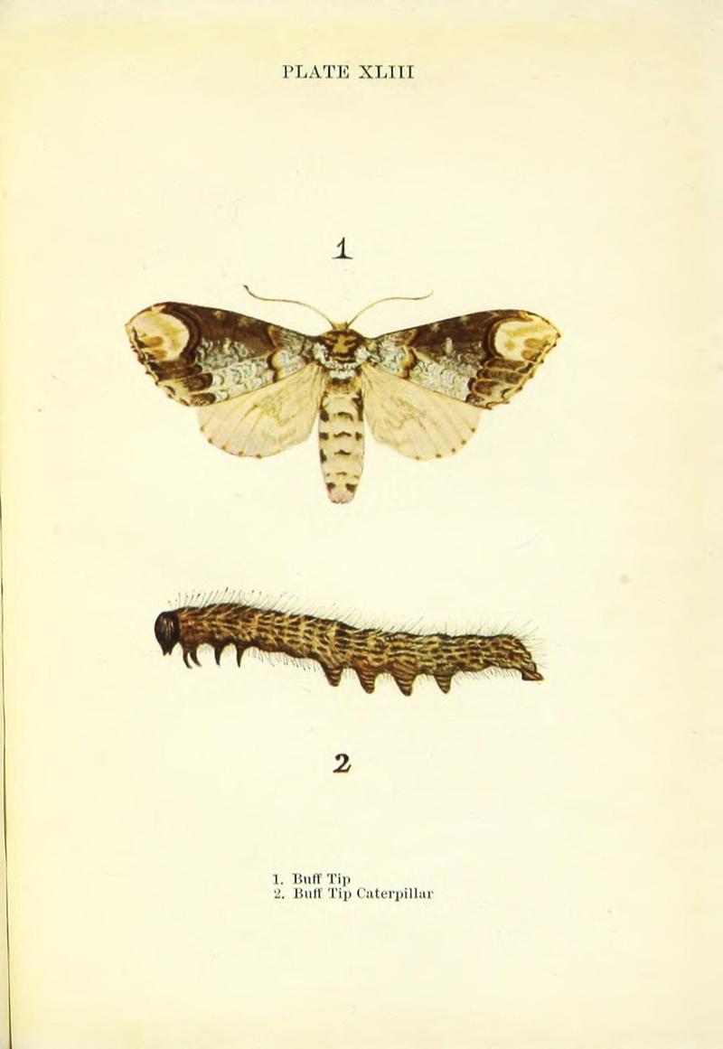 Butterflies and moths (Plate XLIII) BHL42193616