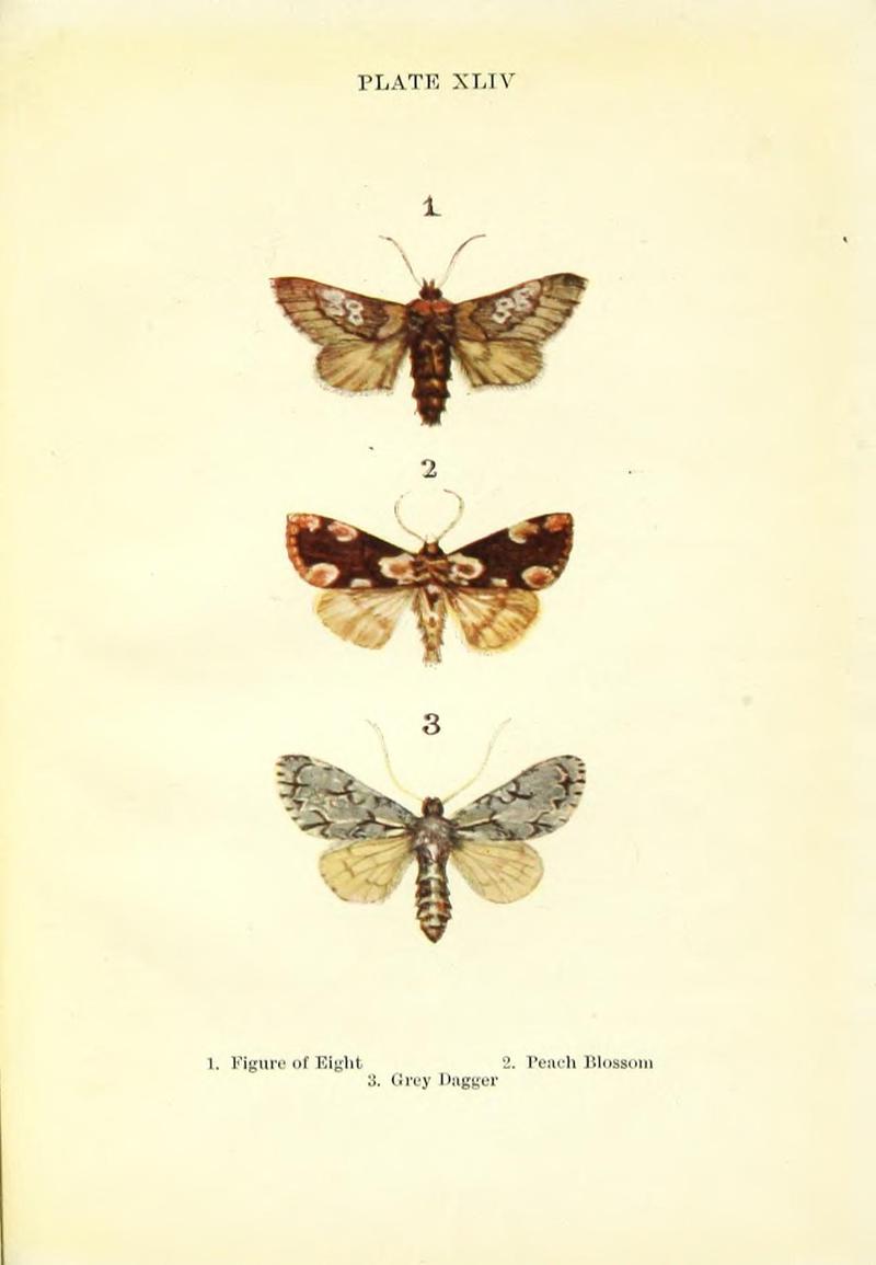 Butterflies and moths (Plate XLIV) BHL42193620