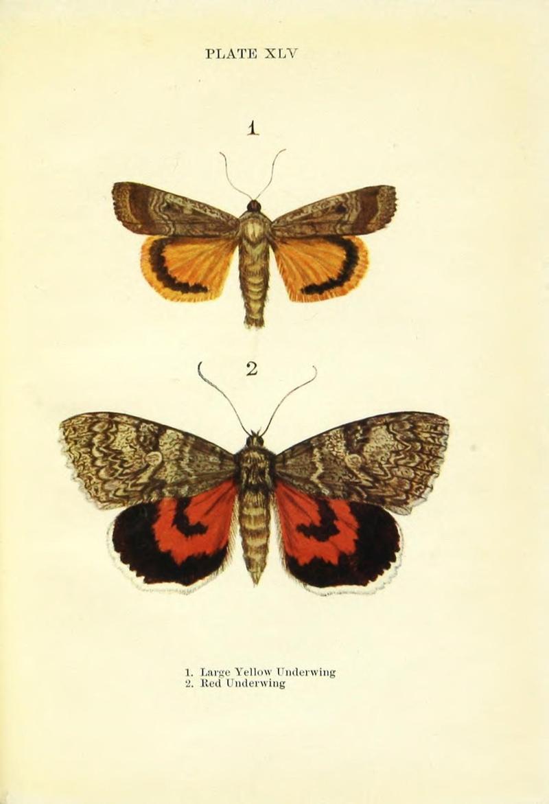 Butterflies and moths (Plate XLV) (9264546198)