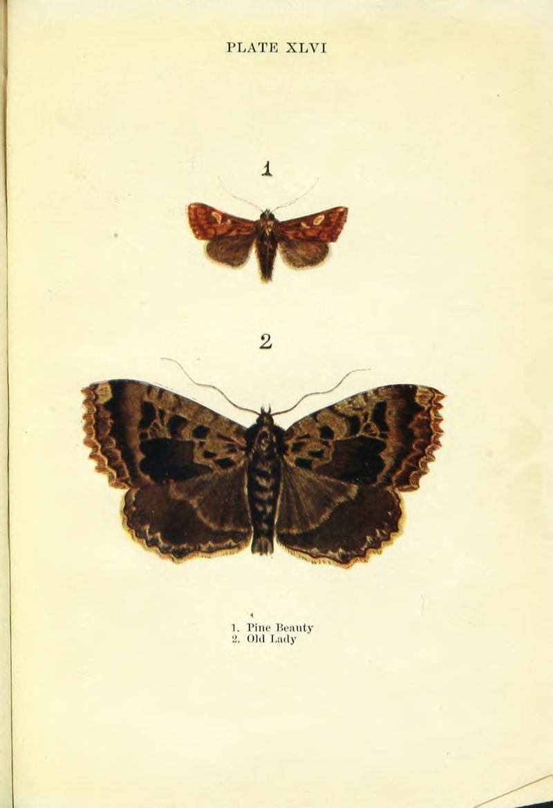 Butterflies and moths (Plate XLVI) BHL42193628