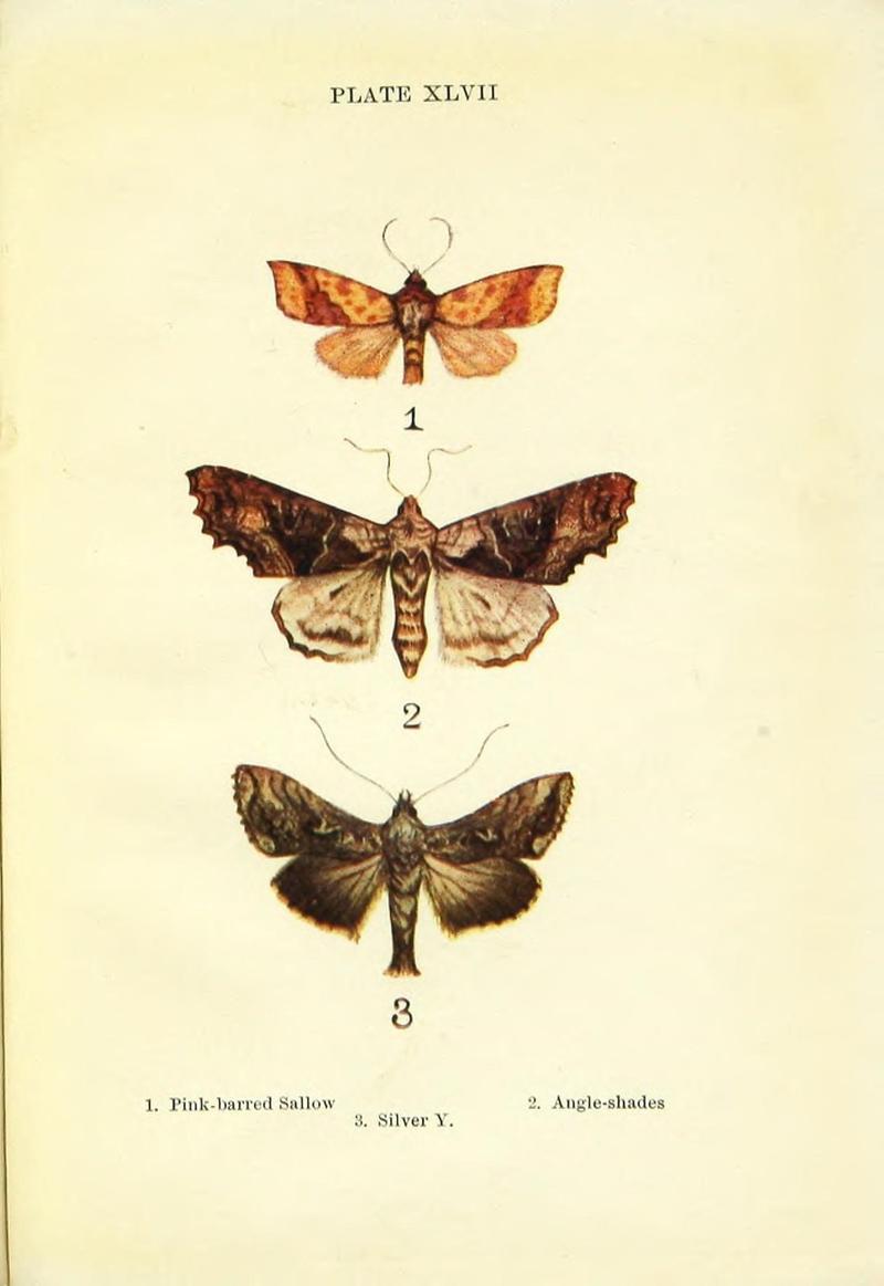 Butterflies and moths (Plate XLVII) (9261771815)