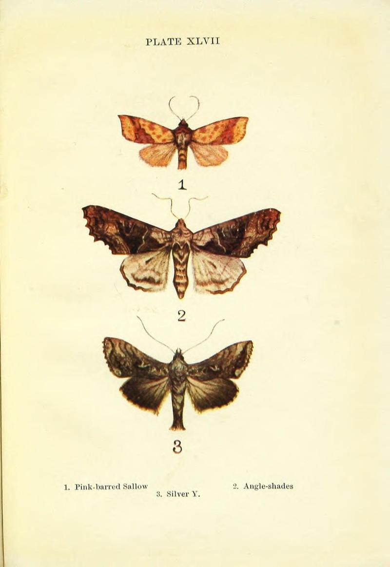 Butterflies and moths (Plate XLVII) BHL42193632