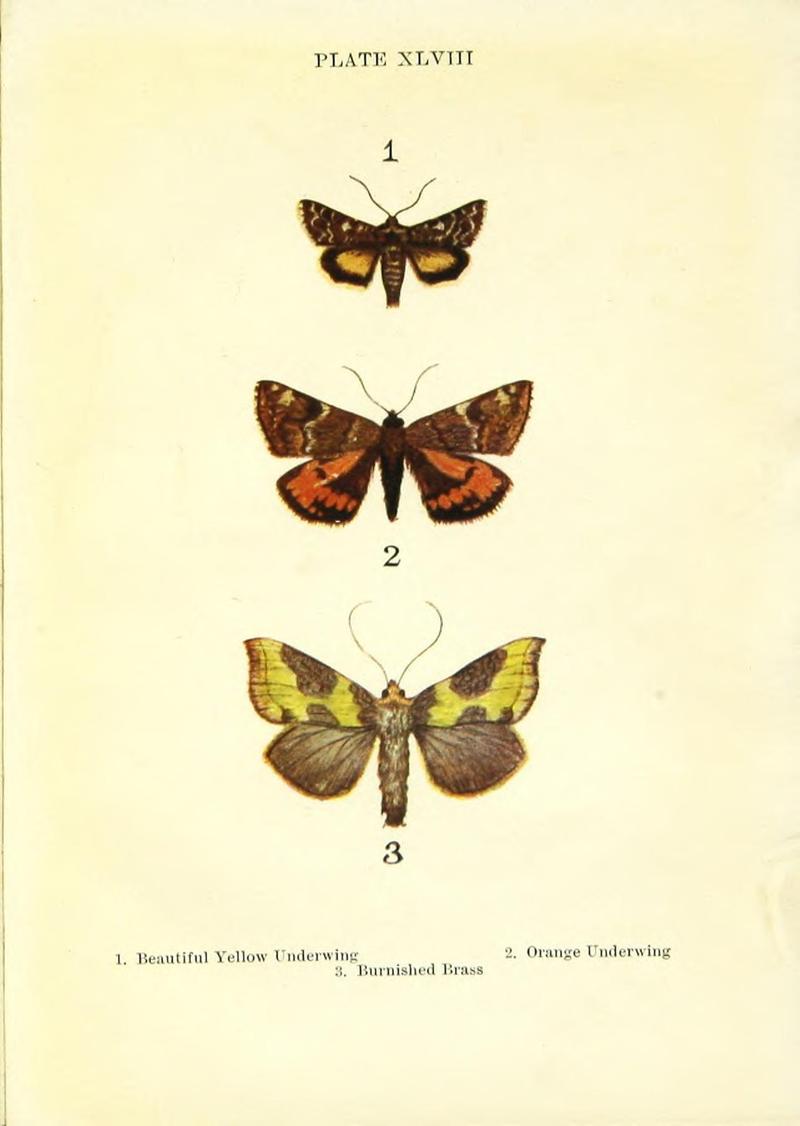Butterflies and moths (Plate XLVIII) BHL42193638