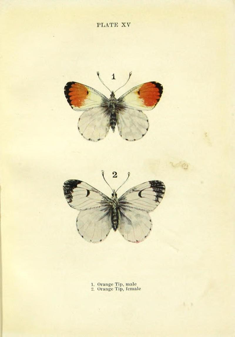 Butterflies and moths (Plate XV) (9264523472)