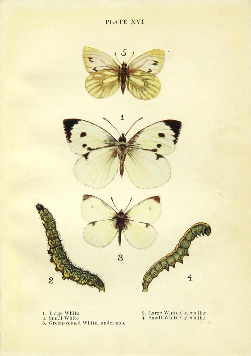 Butterflies and moths (Plate XVI) BHL42193512