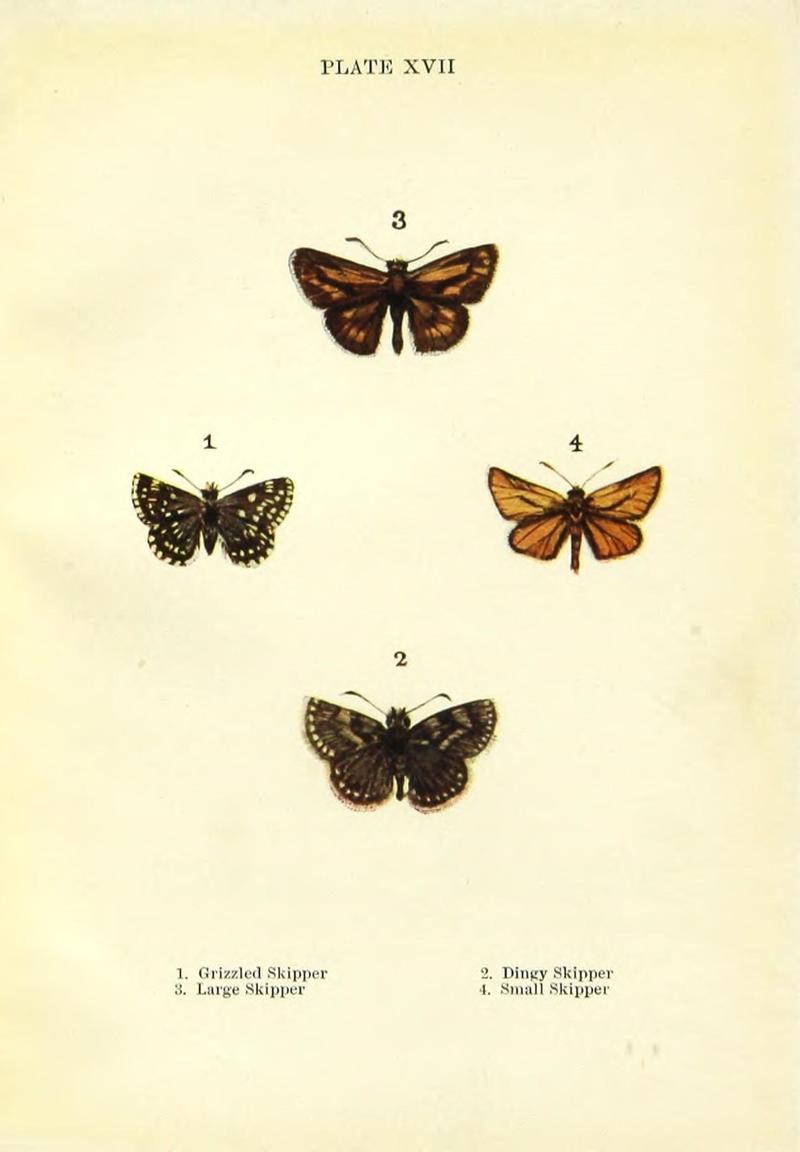 Butterflies and moths (Plate XVII) (9264524988)