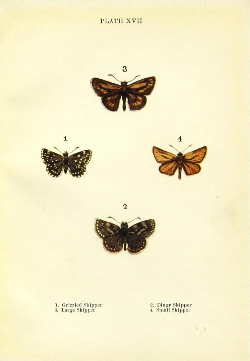 Butterflies and moths (Plate XVII) BHL42193516