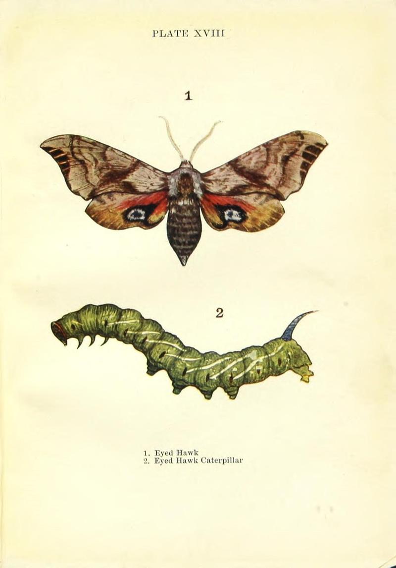 Butterflies and moths (Plate XVIII) (9261750261)