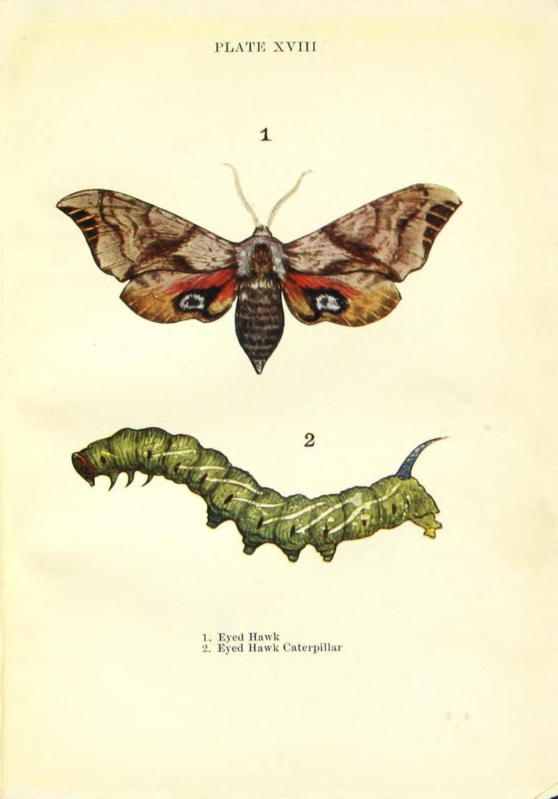 Butterflies and moths (Plate XVIII) BHL42193520