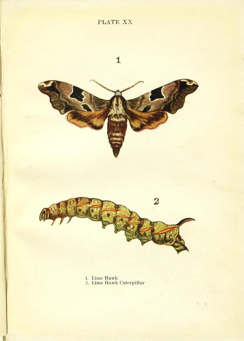 Butterflies and moths (Plate XX) BHL42193528