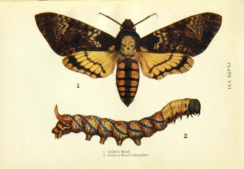 Butterflies and moths (Plate XXI) (9261753403)