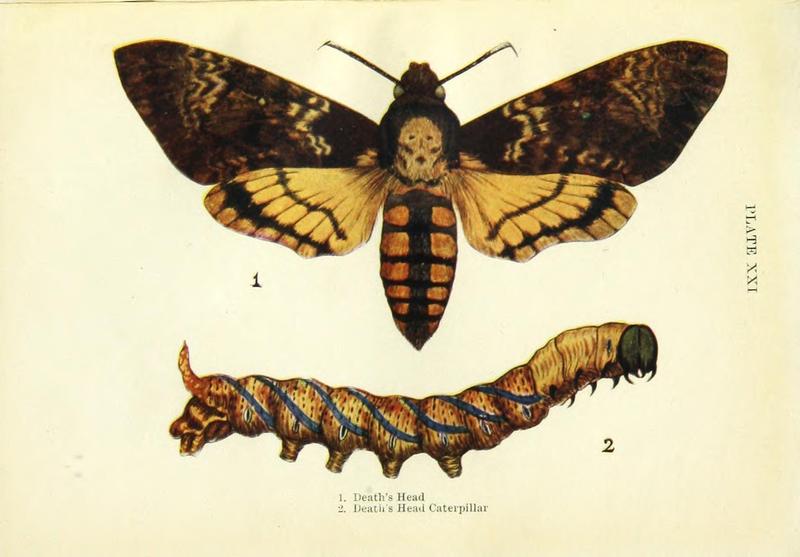 Butterflies and moths (Plate XXI) BHL42193530