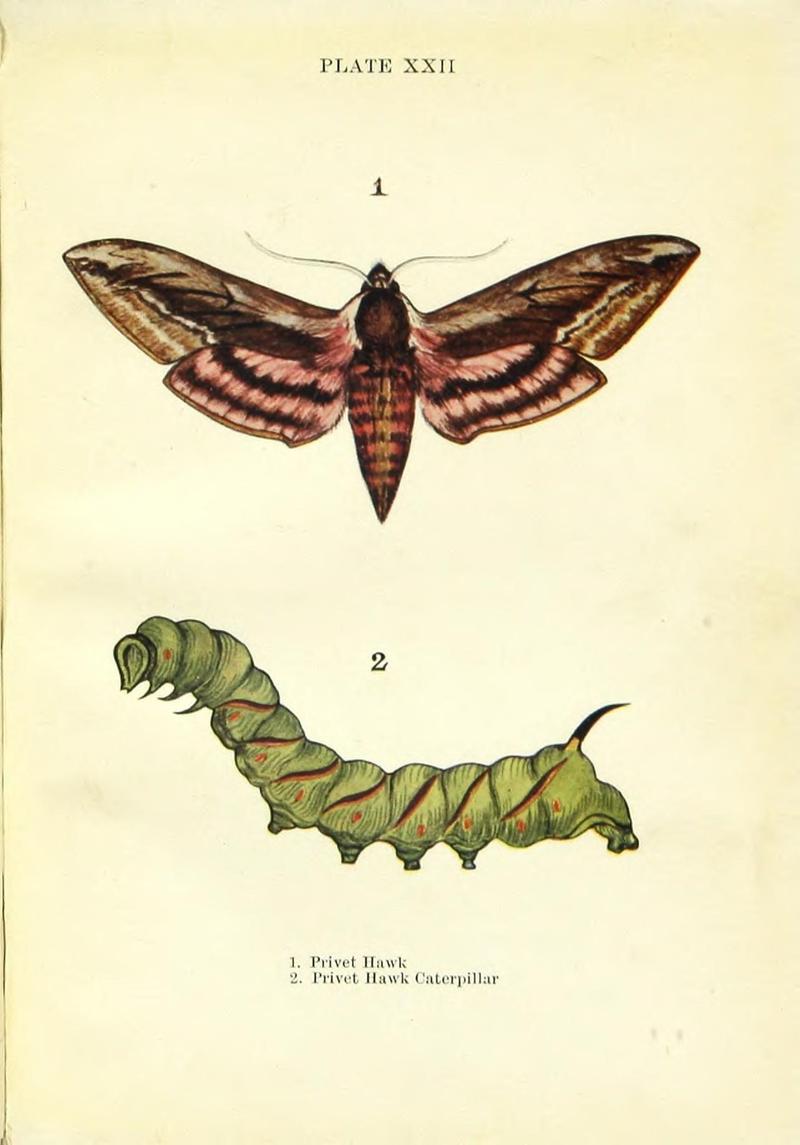 Butterflies and moths (Plate XXII) (9264529646)