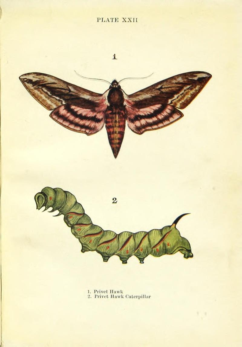 Butterflies and moths (Plate XXII) BHL42193534