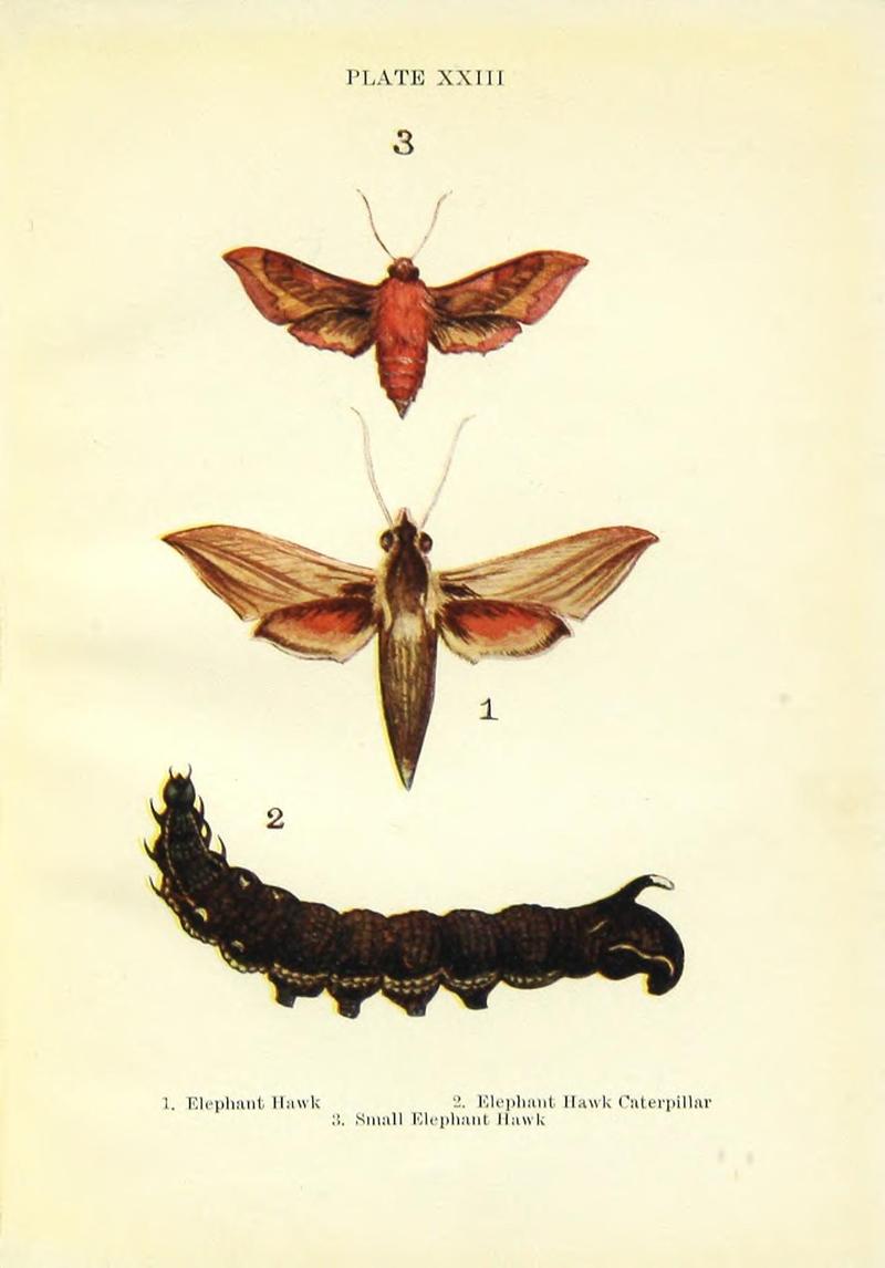 Butterflies and moths (Plate XXIII) BHL42193536