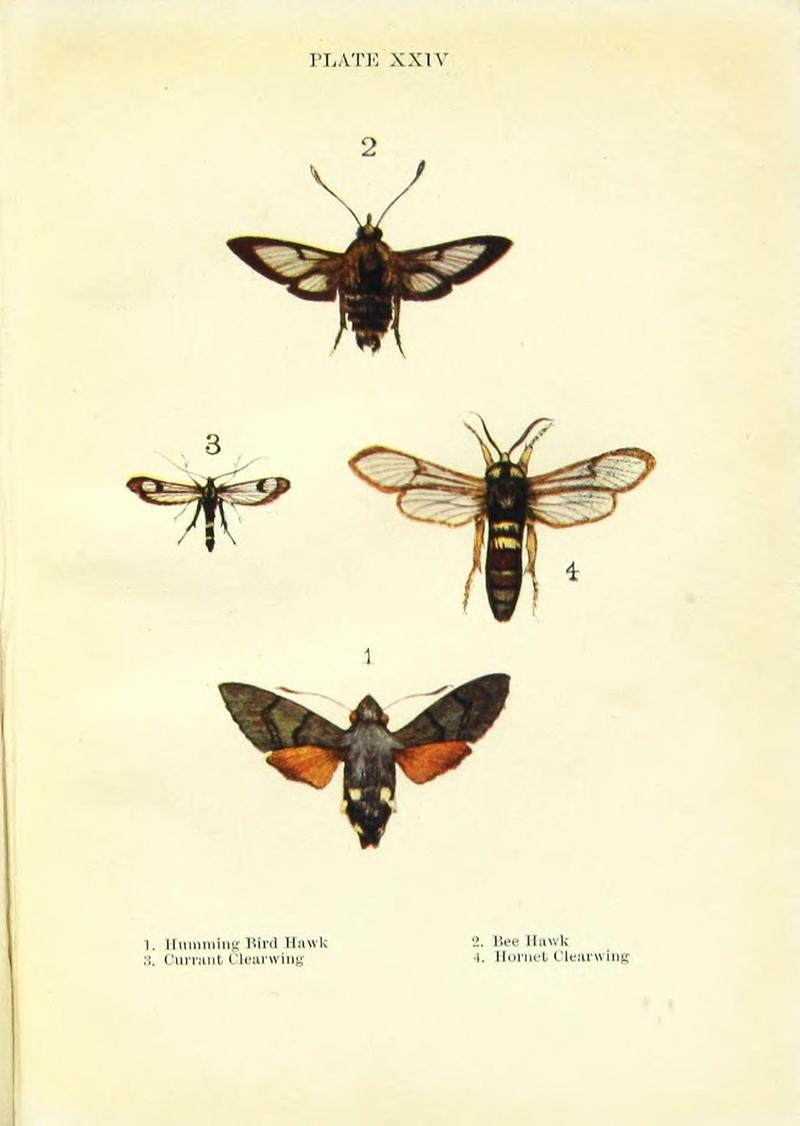 Butterflies and moths (Plate XXIV) (9261755759)