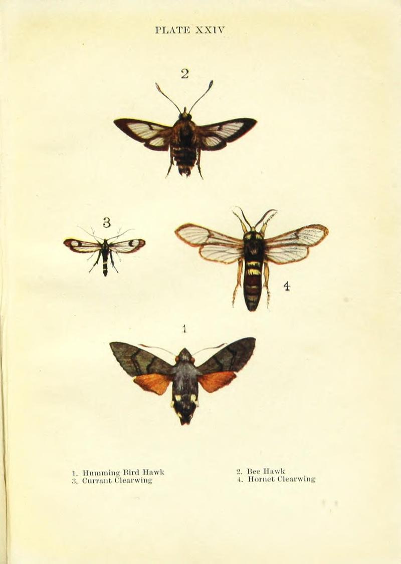 Butterflies and moths (Plate XXIV) BHL42193540