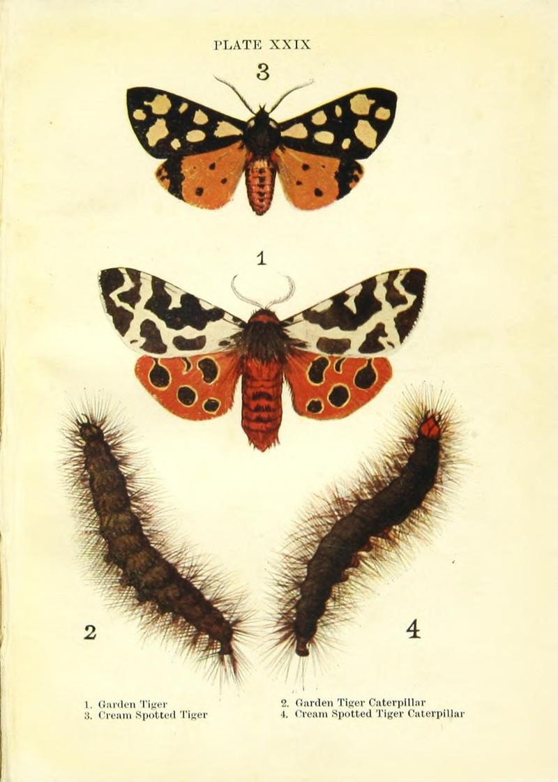 Butterflies and moths (Plate XXIX) (9261759487)