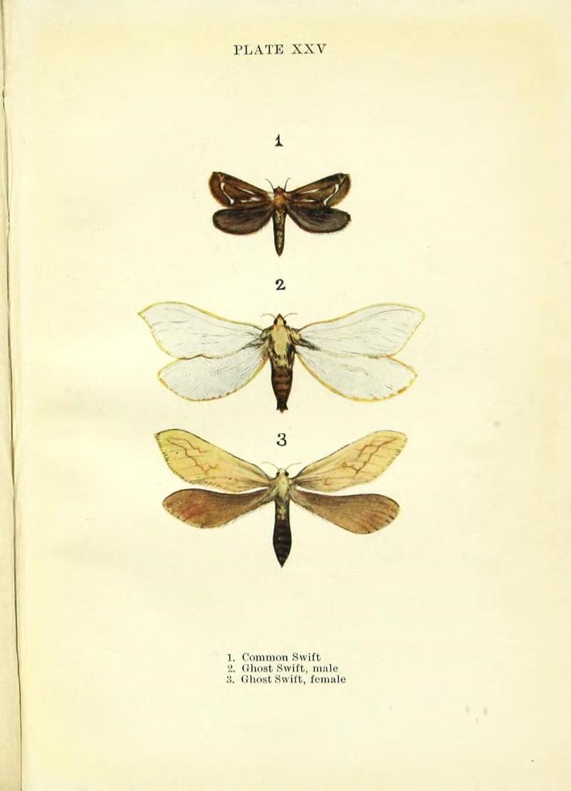 Butterflies and moths (Plate XXV) (9261756583)