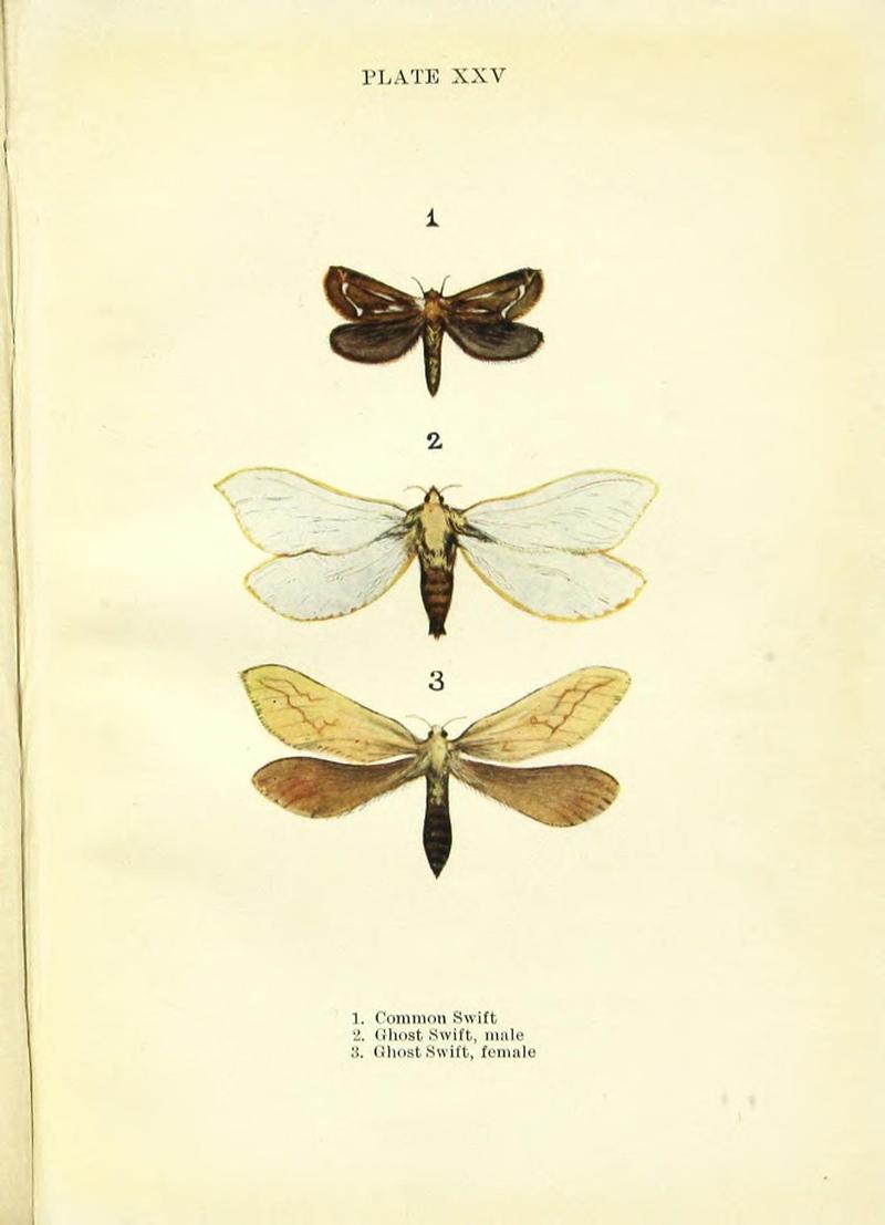 Butterflies and moths (Plate XXV) BHL42193546