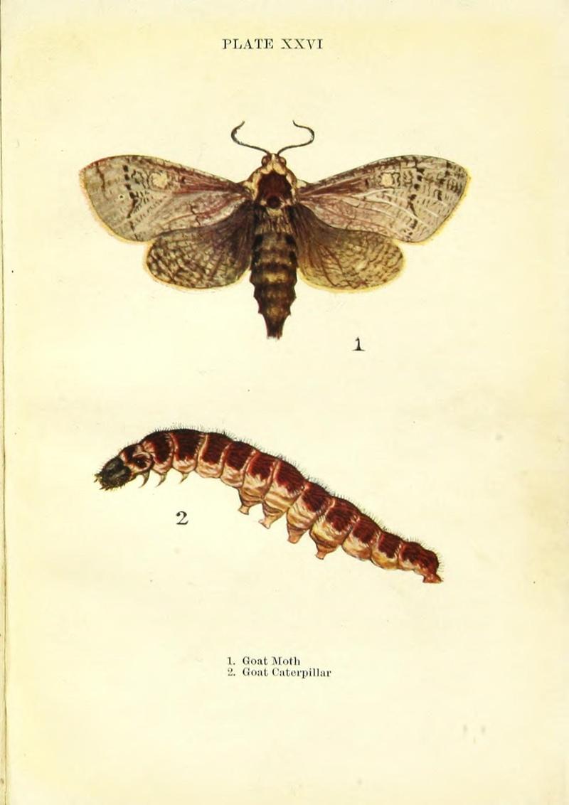 Butterflies and moths (Plate XXVI) (9261757319)