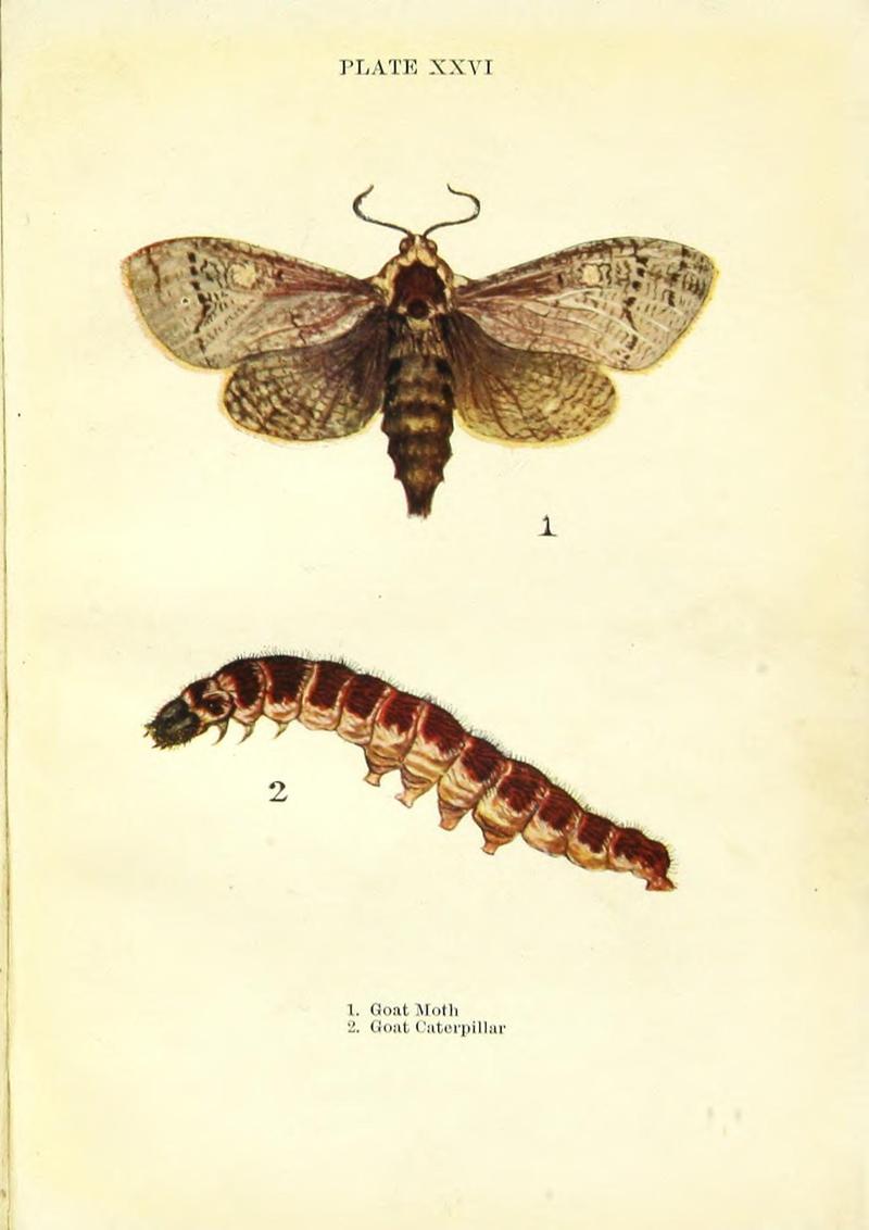 Butterflies and moths (Plate XXVI) BHL42193550