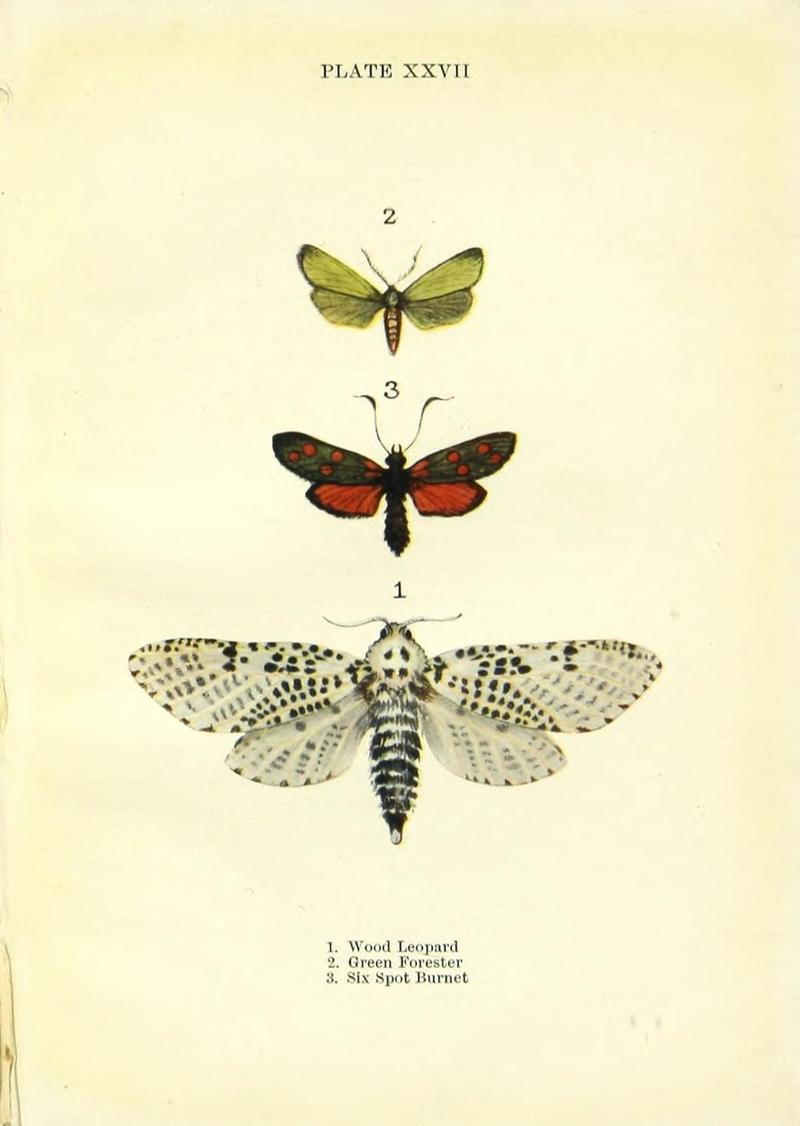 Butterflies and moths (Plate XXVII) (9264533380)