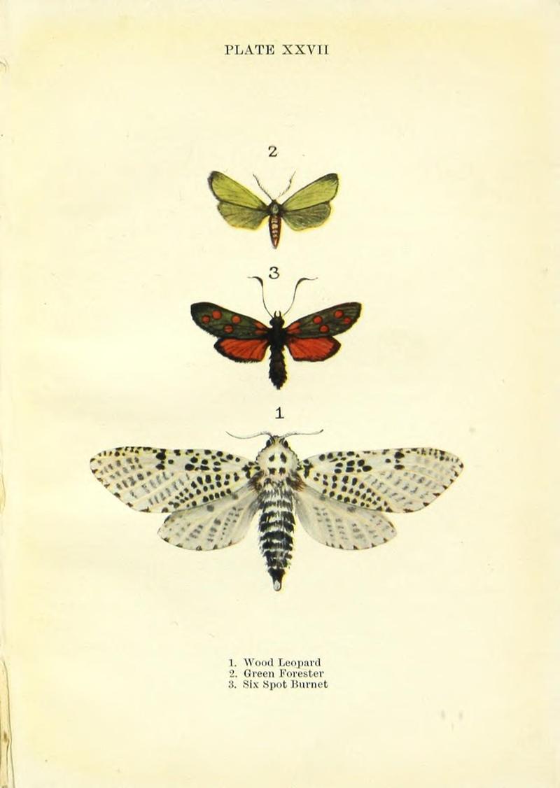 Butterflies and moths (Plate XXVII) BHL42193554