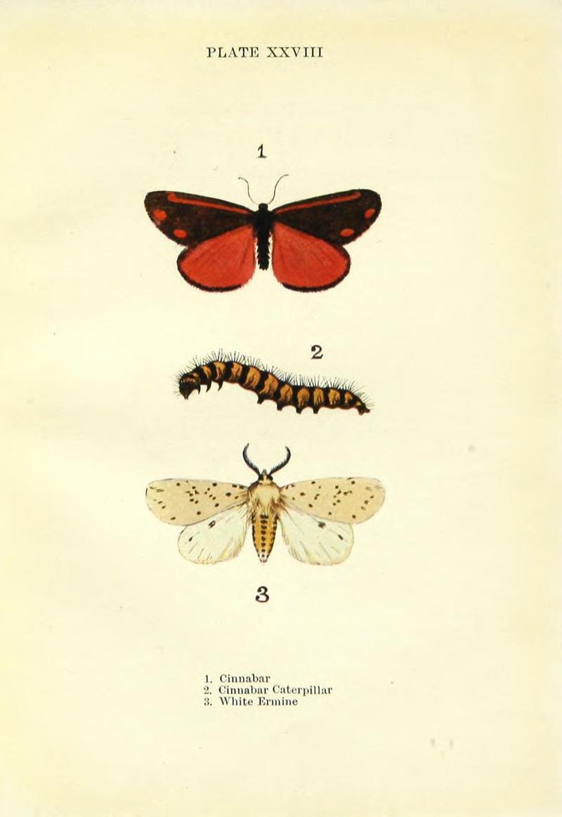 Butterflies and moths (Plate XXVIII) BHL42193558