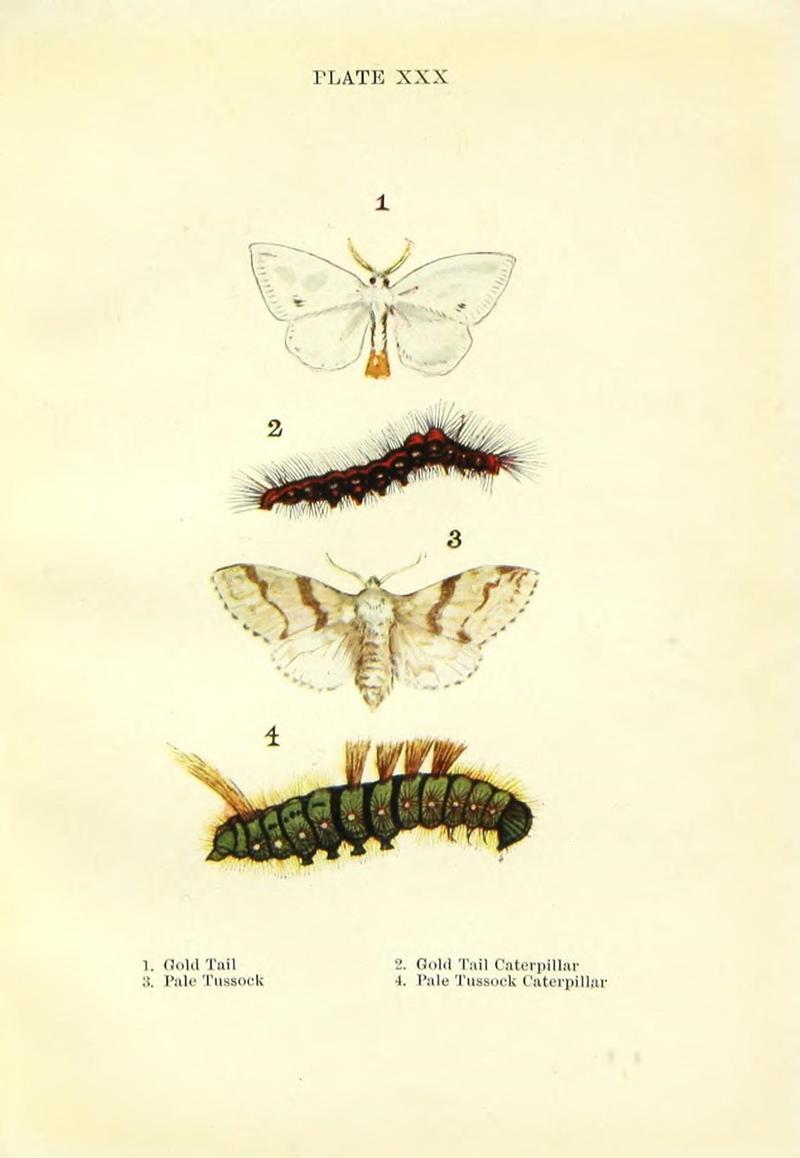 Butterflies and moths (Plate XXX) (9264535636)