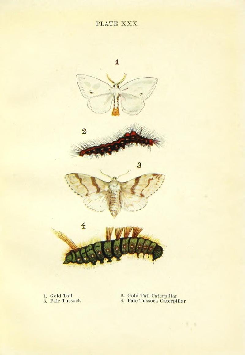 Butterflies and moths (Plate XXX) BHL42193566