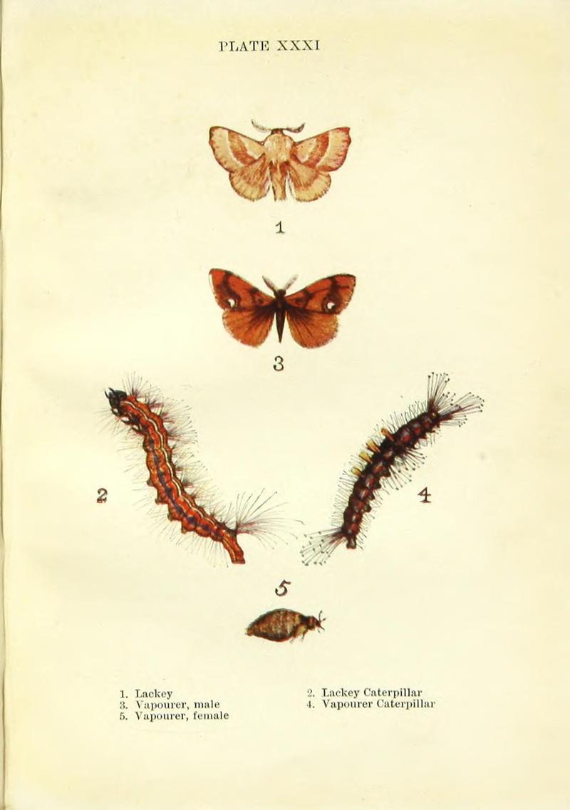 Butterflies and moths (Plate XXXI) BHL42193570