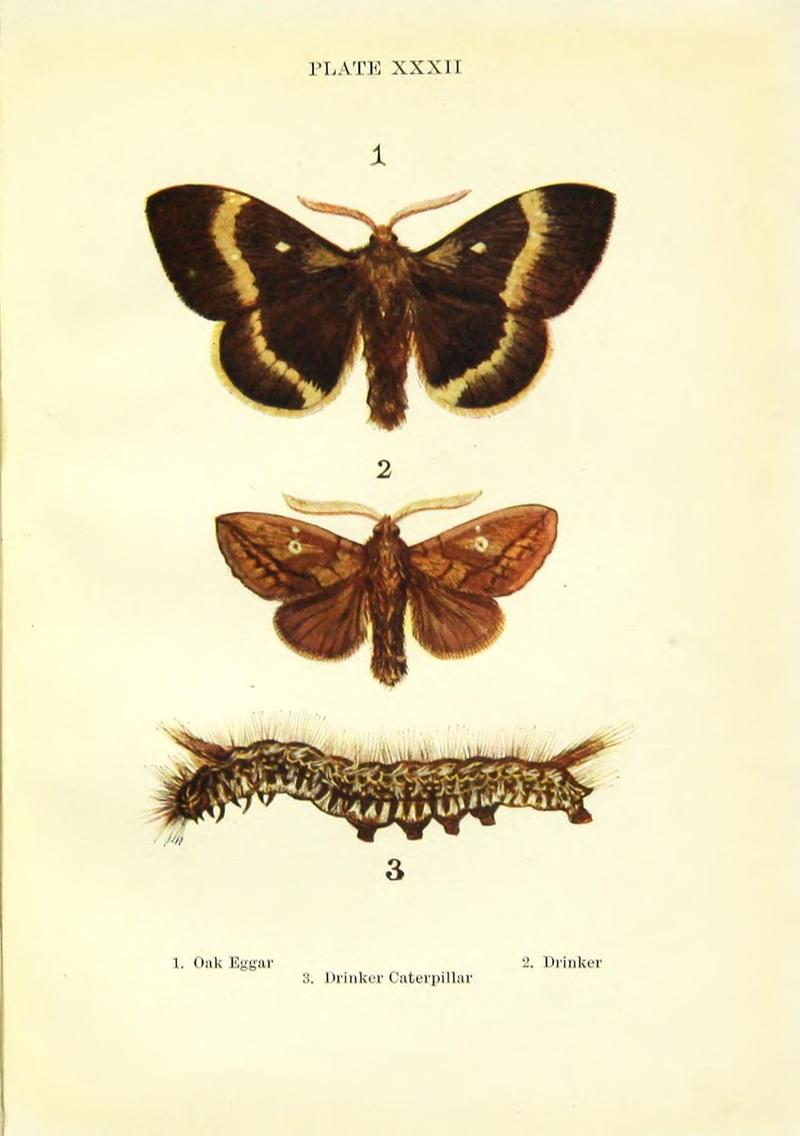 Butterflies and moths (Plate XXXII) BHL42193574