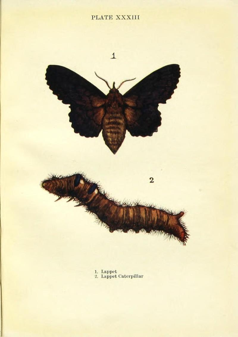 Butterflies and moths (Plate XXXIII) (9264537816)