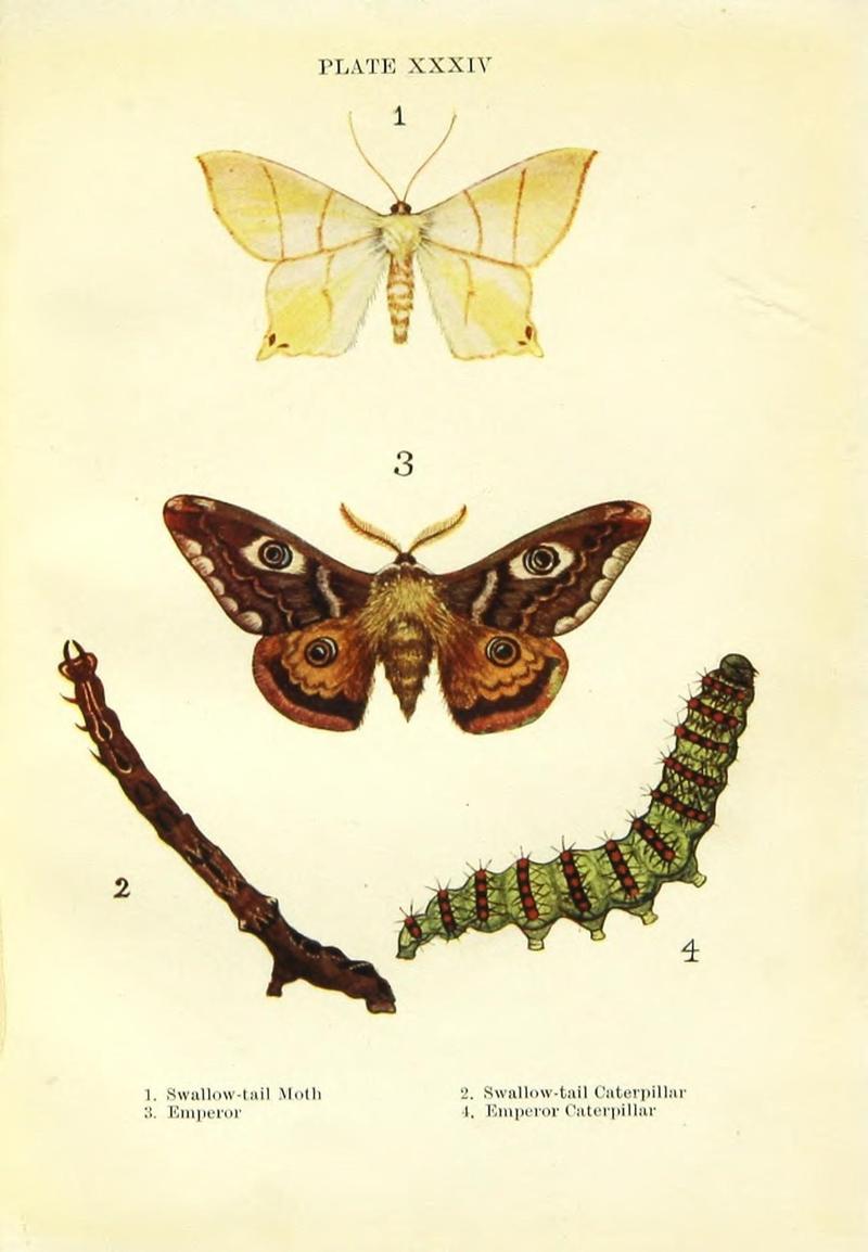 Butterflies and moths (Plate XXXIV) (9261763001)