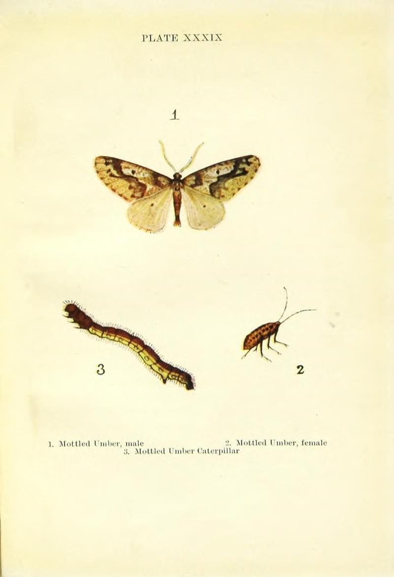 Butterflies and moths (Plate XXXIX) (9261766223)