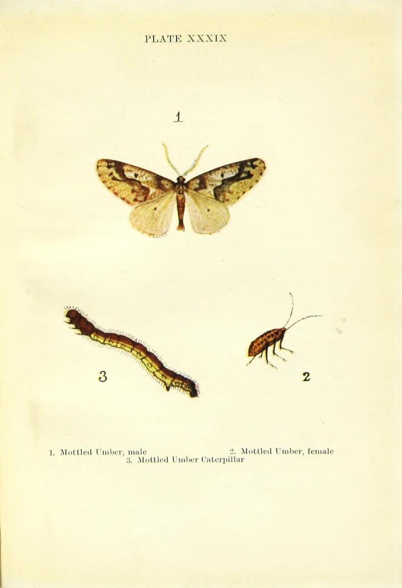 Butterflies and moths (Plate XXXIX) BHL42193602