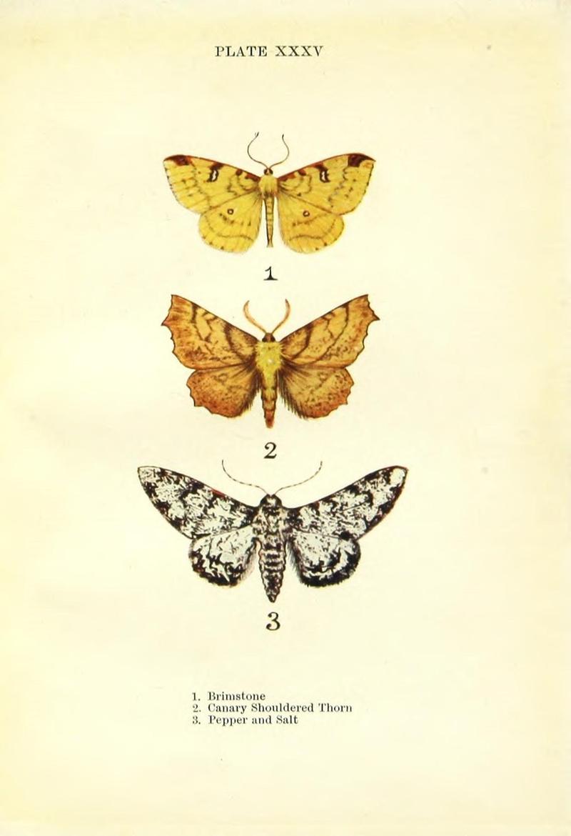 Butterflies and moths (Plate XXXV) (9264539182)