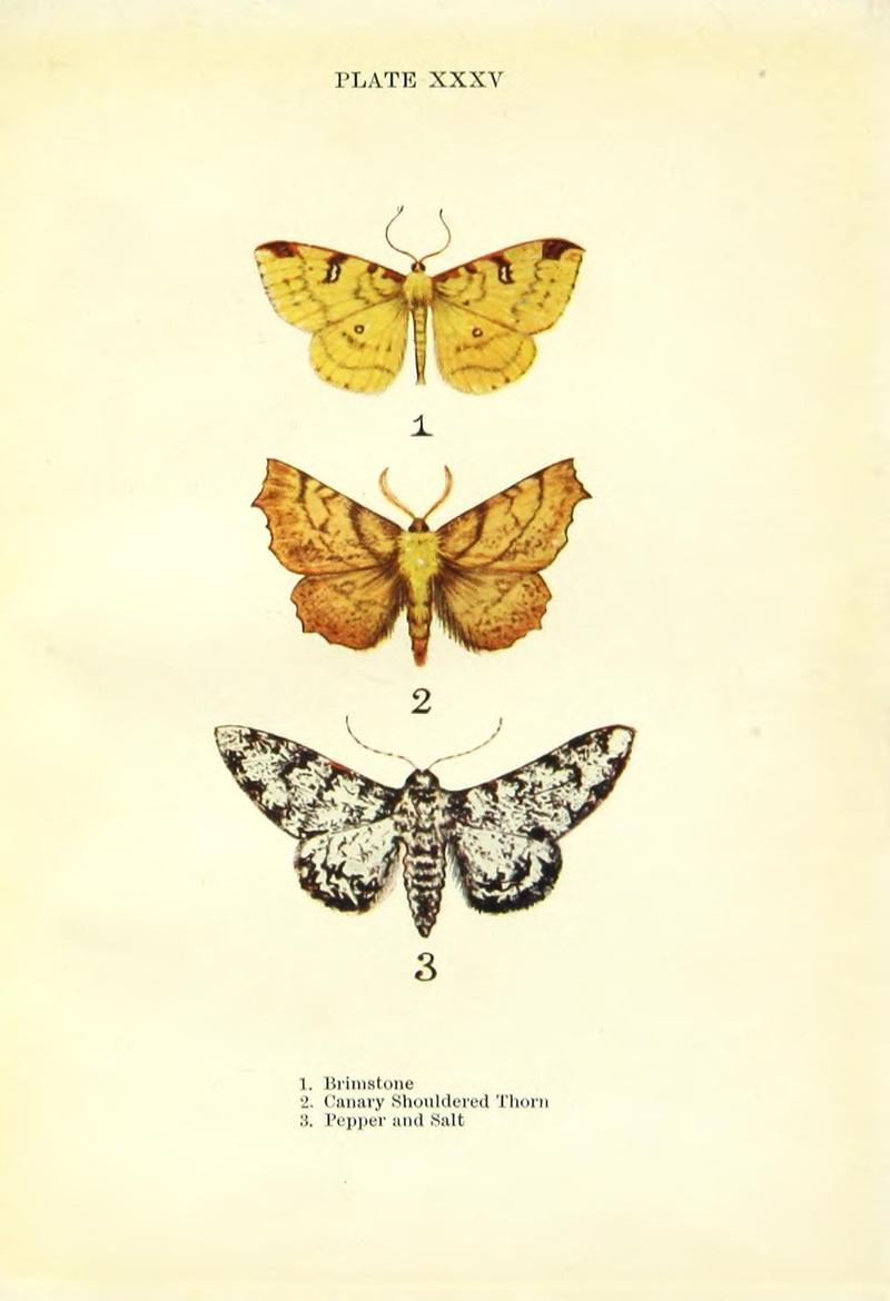 Butterflies and moths (Plate XXXV) BHL42193586