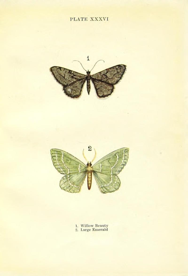 Butterflies and moths (Plate XXXVI) (9264539858)