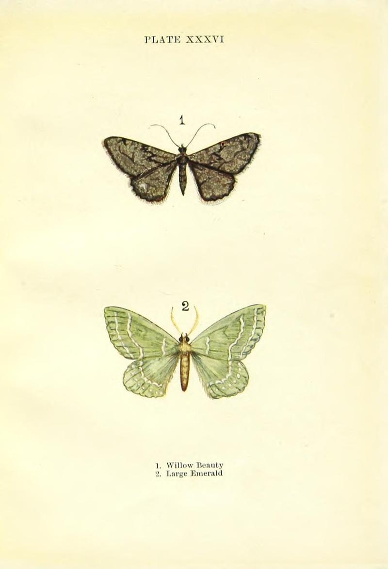 Butterflies and moths (Plate XXXVI) BHL42193590