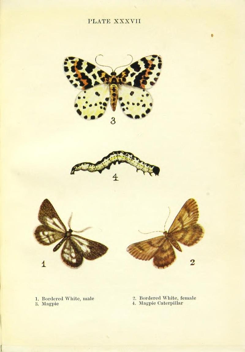 Butterflies and moths (Plate XXXVII) BHL42193594