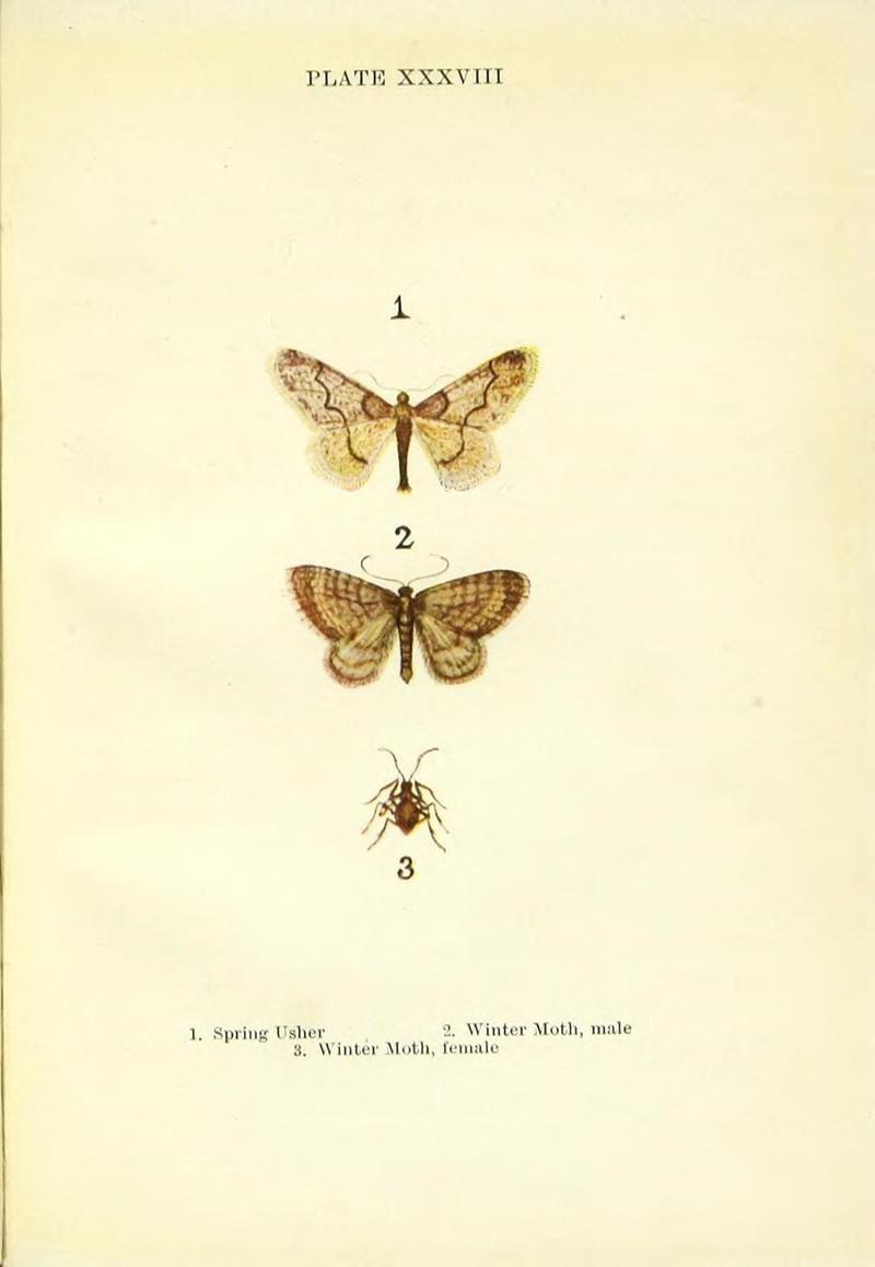 Butterflies and moths (Plate XXXVIII) (9261765633)