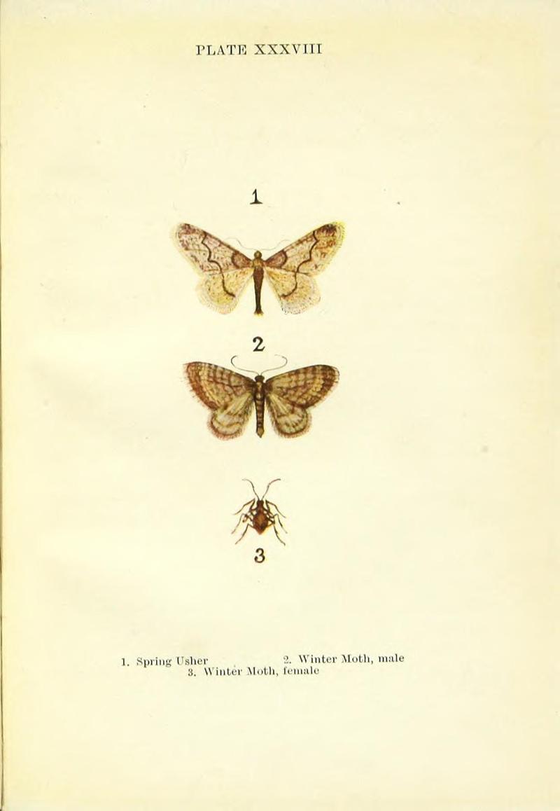 Butterflies and moths (Plate XXXVIII) BHL42193598