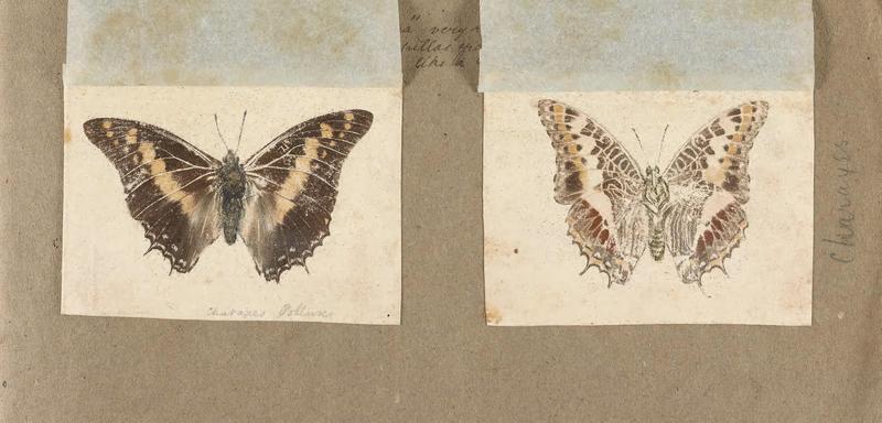 Butterflies collected in the Shire Valley, East Africa (Pl. (10b)) BHL45995528