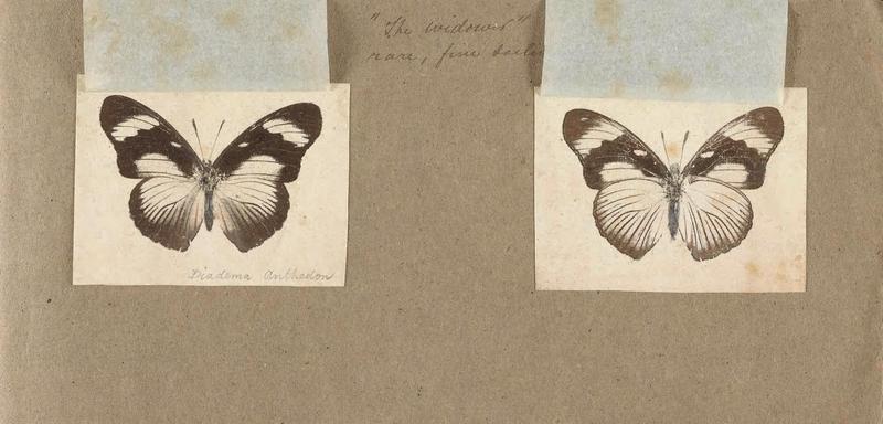 Butterflies collected in the Shire Valley, East Africa (Pl. (11b)) BHL45995524