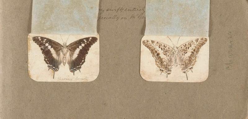 Butterflies collected in the Shire Valley, East Africa (Pl. (12b)) BHL45995520