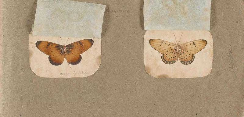 Butterflies collected in the Shire Valley, East Africa (Pl. (13b)) BHL45995490