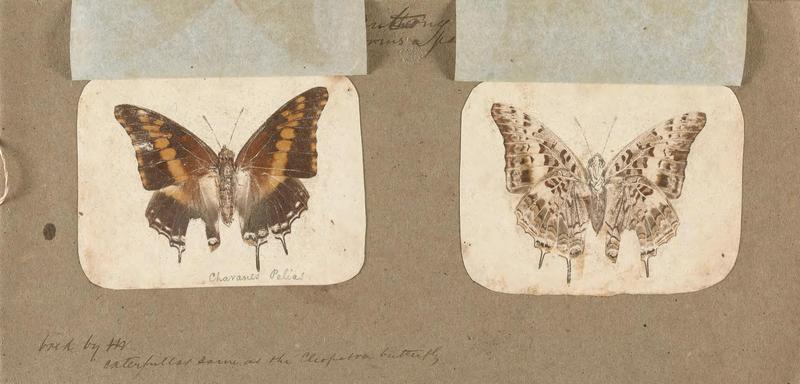 Butterflies collected in the Shire Valley, East Africa (Pl. (14b)) BHL45995494